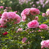 秋の薔薇♪7