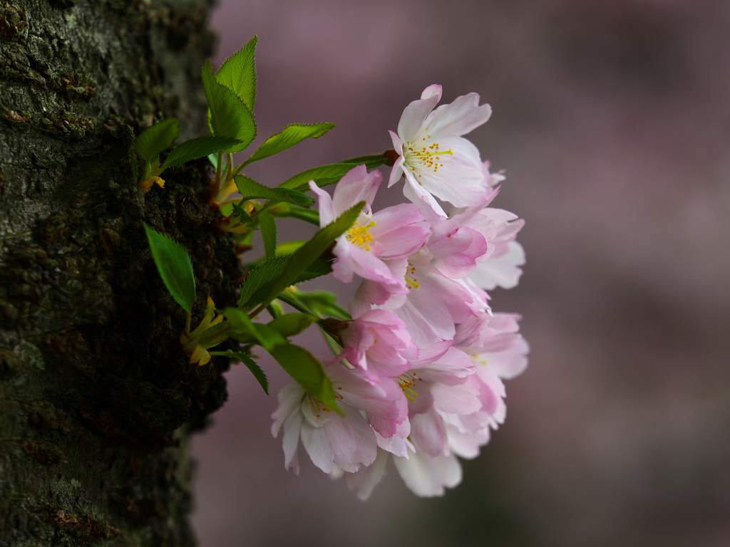 思川桜♪1