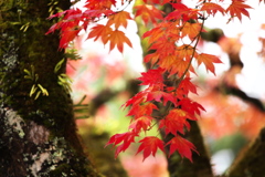 紅葉の頃・逍遥園♪10