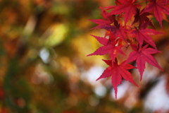 富弘美術館・紅葉♪３