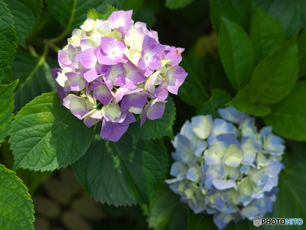 太平山の紫陽花♪２