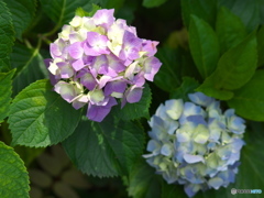 太平山の紫陽花♪２
