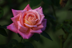 秋の薔薇・あしかがフラワーパーク♪5