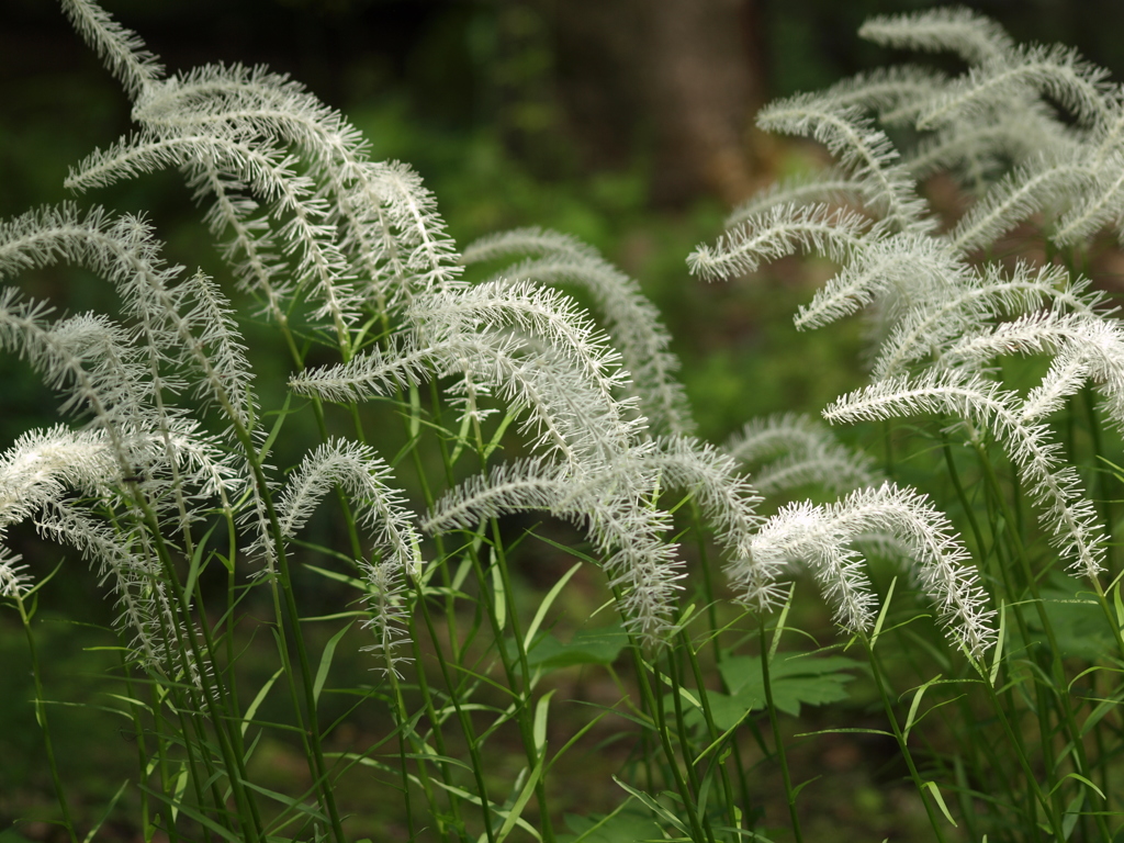 初夏の水生植物園♪７