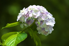 太平山の紫陽花♪2