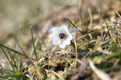 早春の花♪4