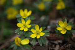 早春の星野の森♪5