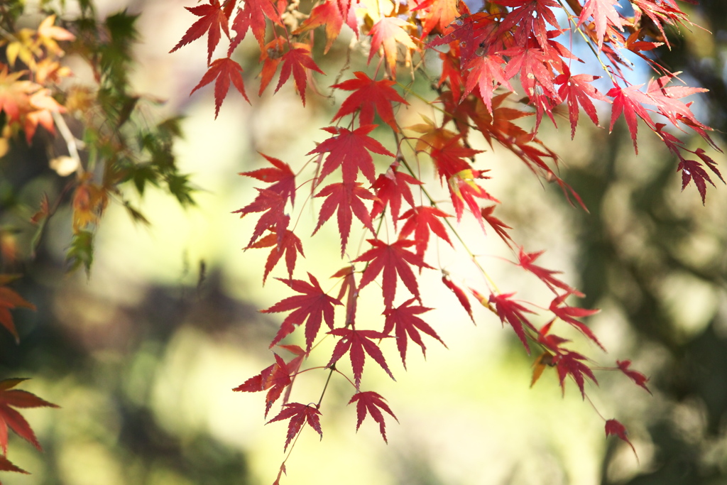 紅葉の頃・赤見フィッシングセンター♪1