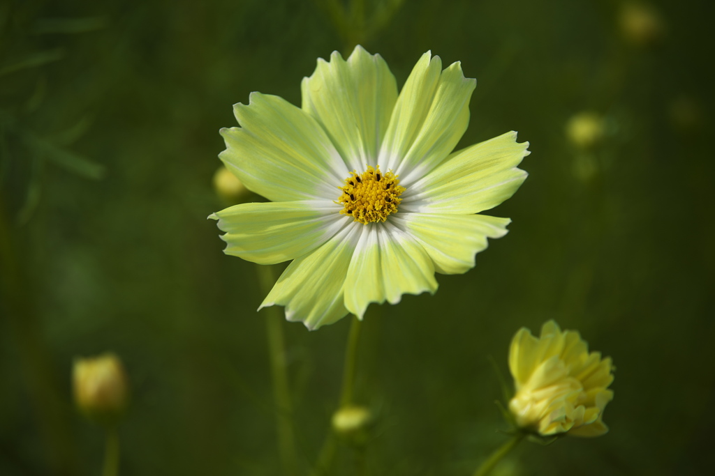 岸辺のコスモス♪7