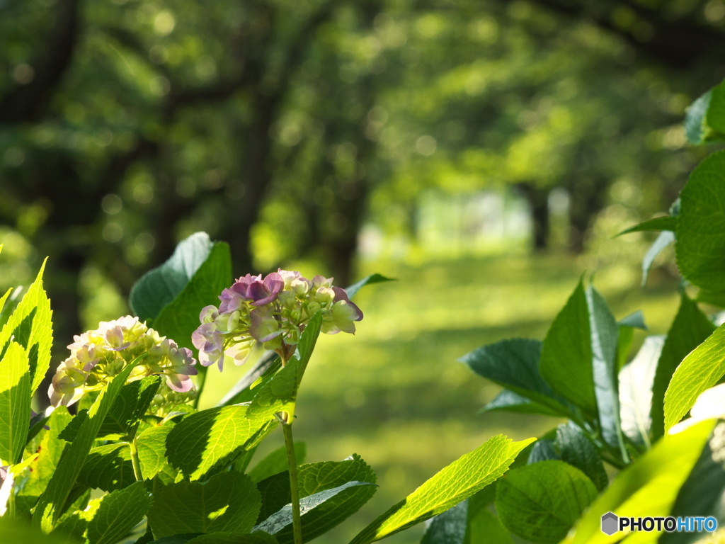 権現堂堤の紫陽花♪６