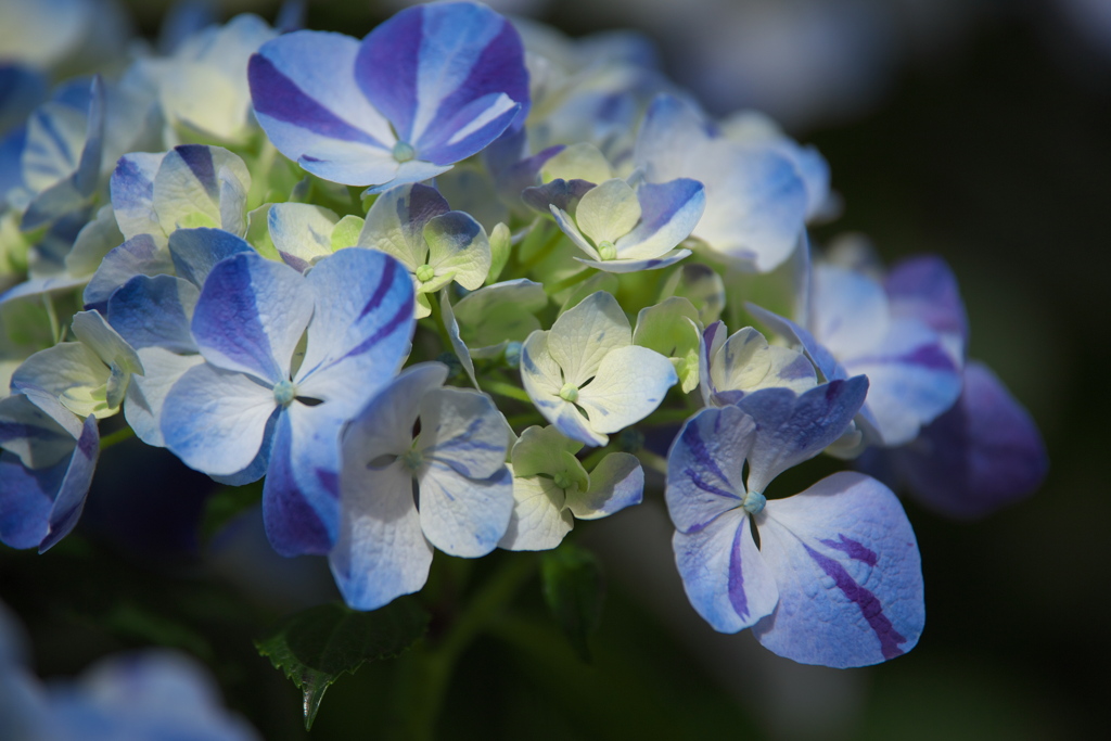 紫陽花の夢♪3