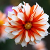 ダリア園の花手水♪8