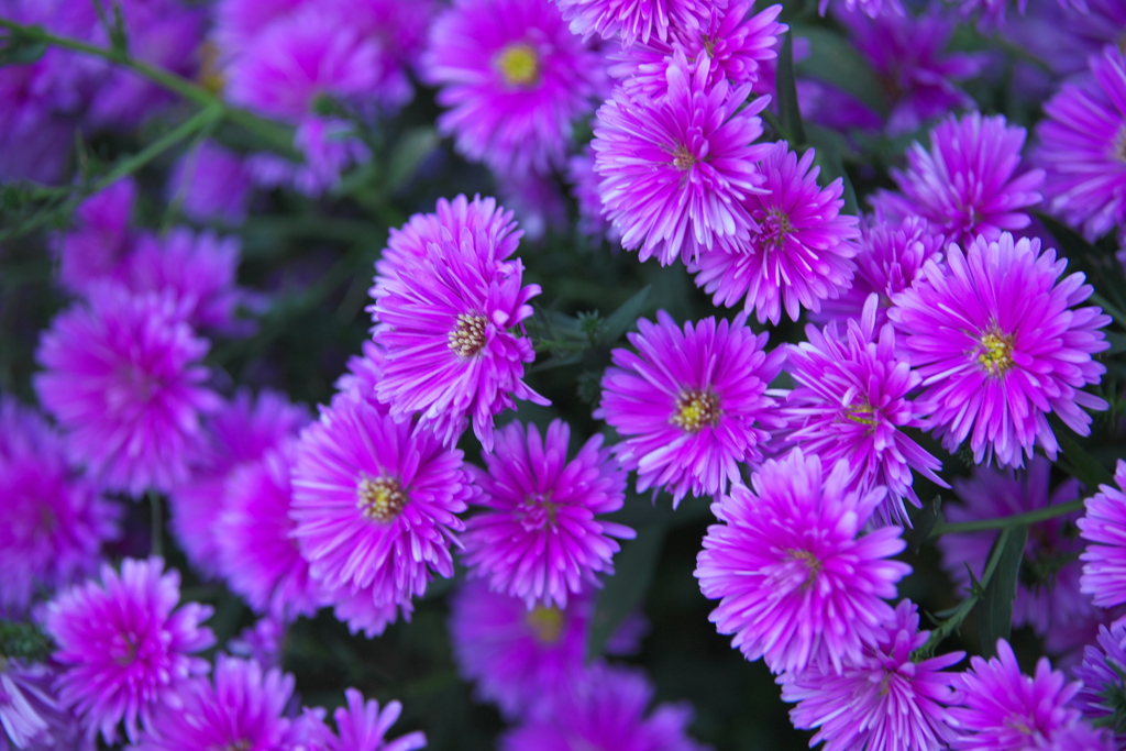 花センターの秋♪1