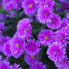 花センターの秋♪1