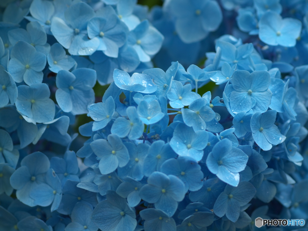 太平山の紫陽花♪８