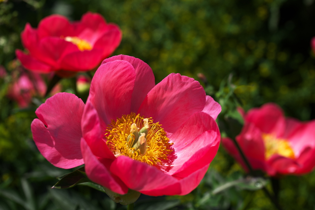 芍薬畑で微笑んで♪1