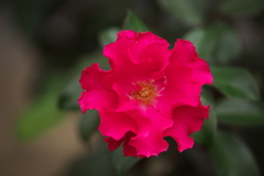 秋の薔薇♪3 秋の薔薇♪3