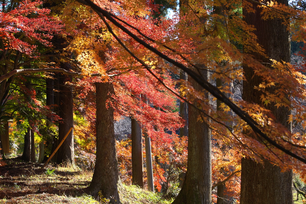 紅葉・金蔵院Ⅱ♪1