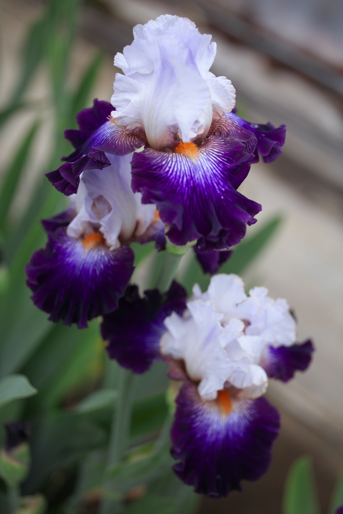 石橋菖蒲園♪1