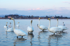 多々良沼の白鳥さん♪5