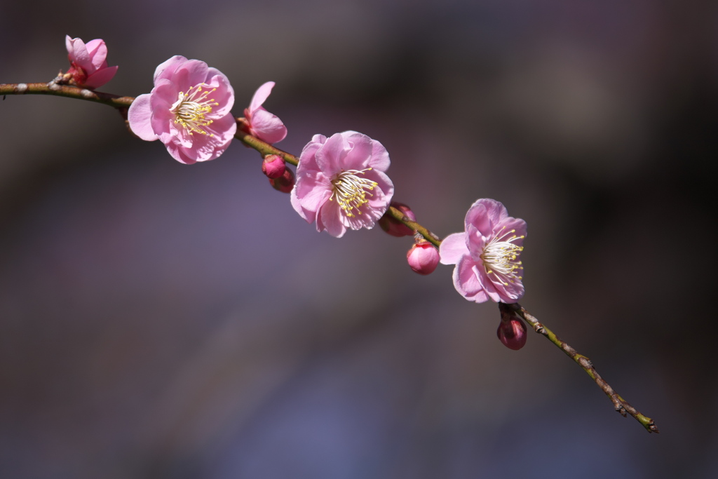 梅香る万葉庭園♪1