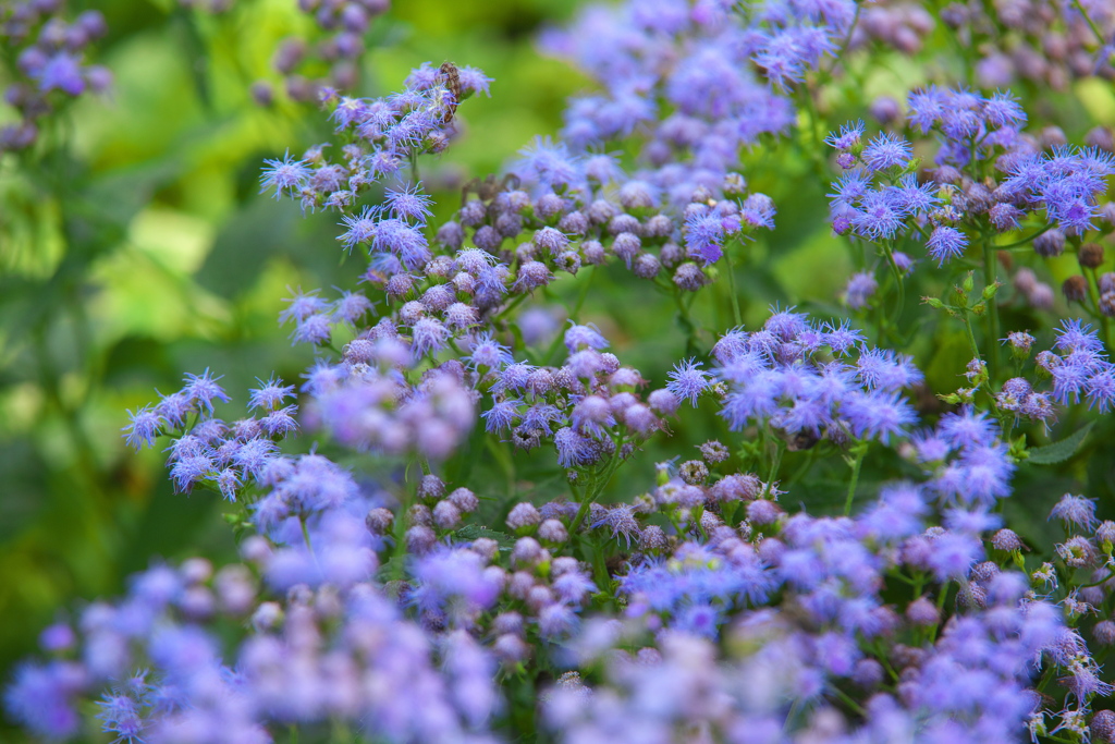 花センターの秋♪9