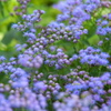 花センターの秋♪9