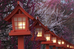 神社の梅Ⅱ♪5