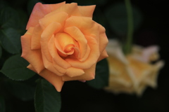 薔薇の微笑み♪12