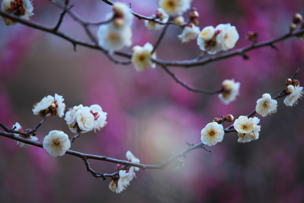 梅林公園の梅♪1