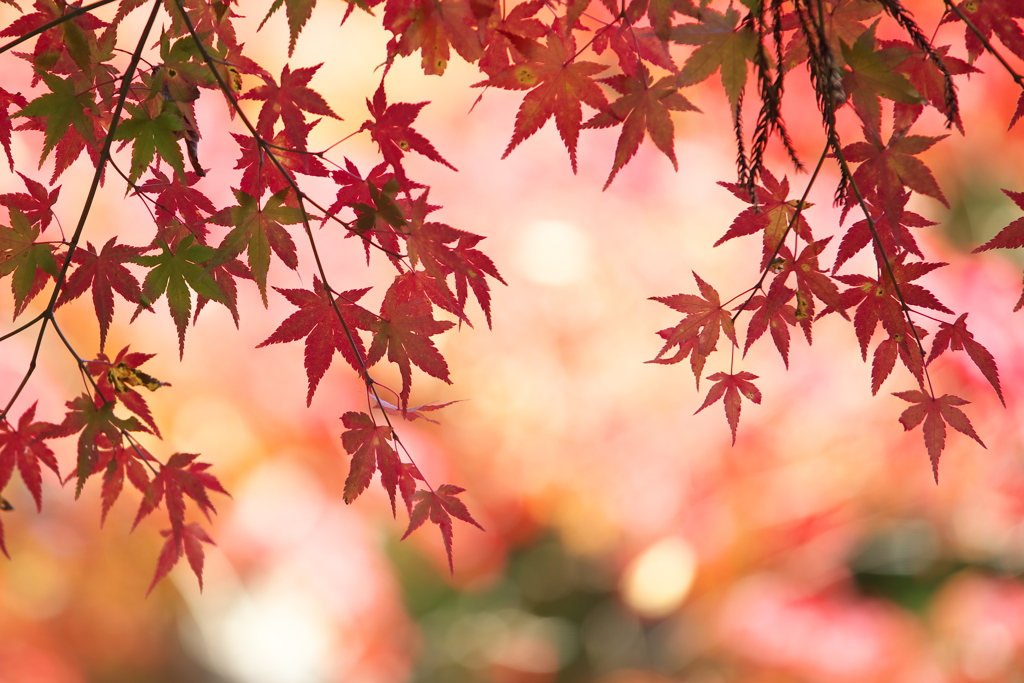 日光紅葉Ⅱ♪2