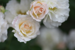 初夏のフラワーパーク♪5