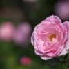 秋の薔薇♪14