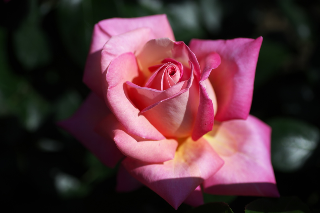 5月の薔薇♪24