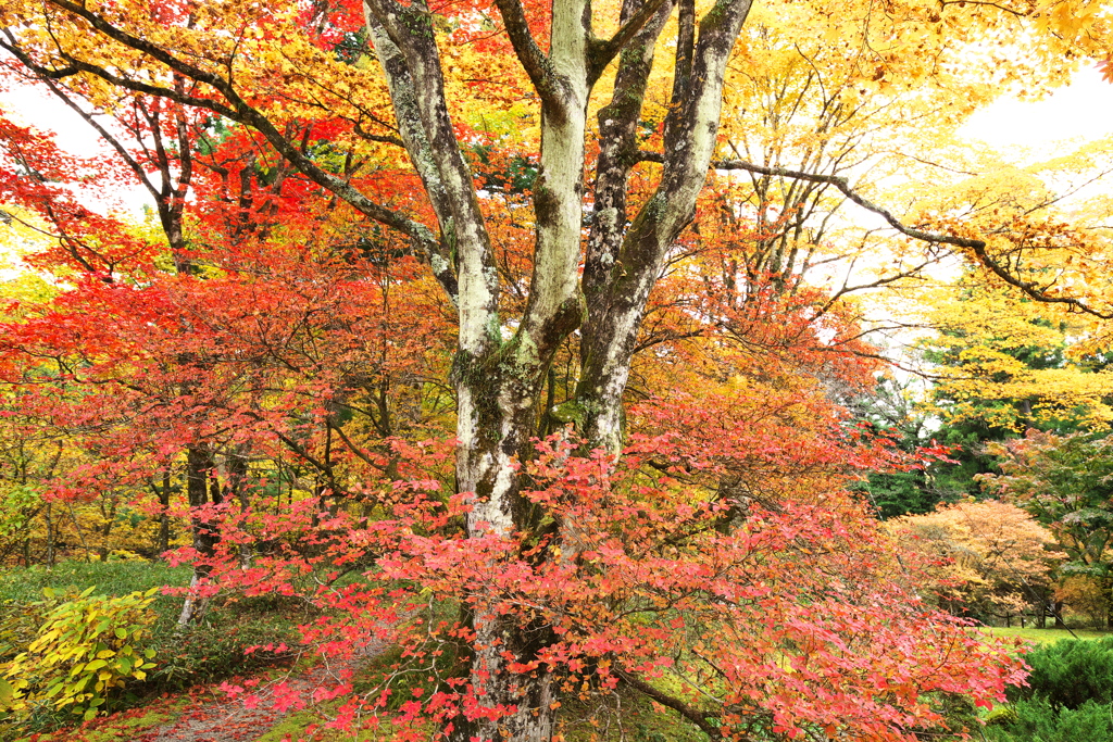 紅葉日光・田母沢御用邸記念公園♪1