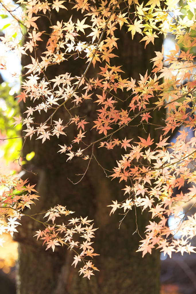 晩秋の紅葉・鑁阿寺（ばんなじ）♪2