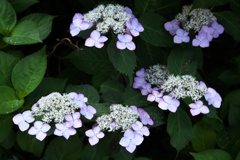 磯山神社の紫陽花♪1