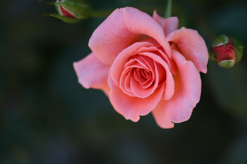 井頭公園の薔薇♪11