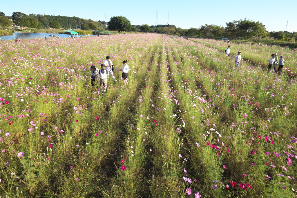 鬼怒グリーンパークの秋桜♪3