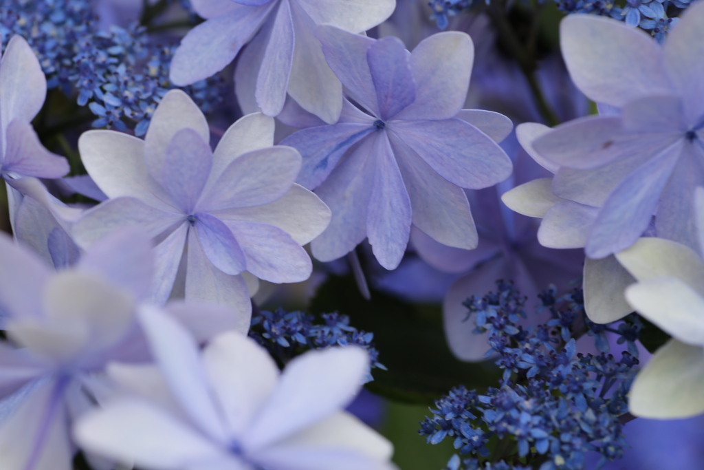 紫陽花色♪5