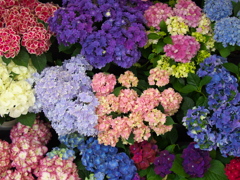 紫陽花2021♪5