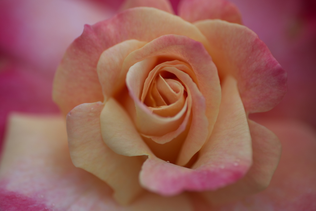 初夏のフラワーパーク♪10