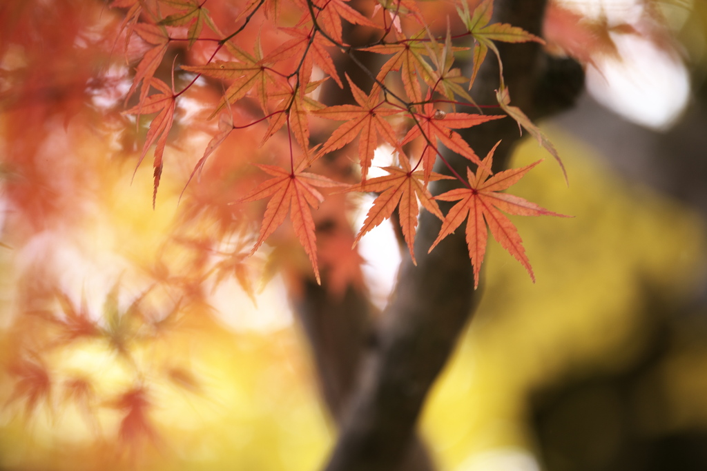 紅葉の頃・太平山♪12