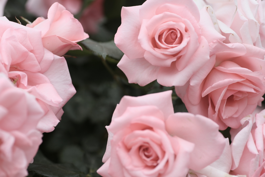 敷島公園の薔薇♪9