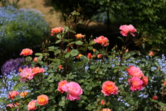 薔薇香る頃♪13