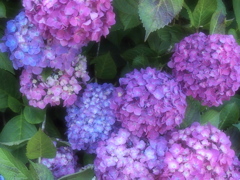 太平山の紫陽花♪8