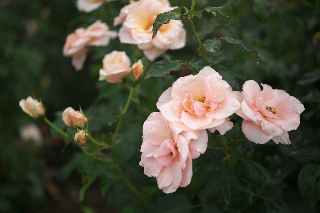 秋の薔薇♪4