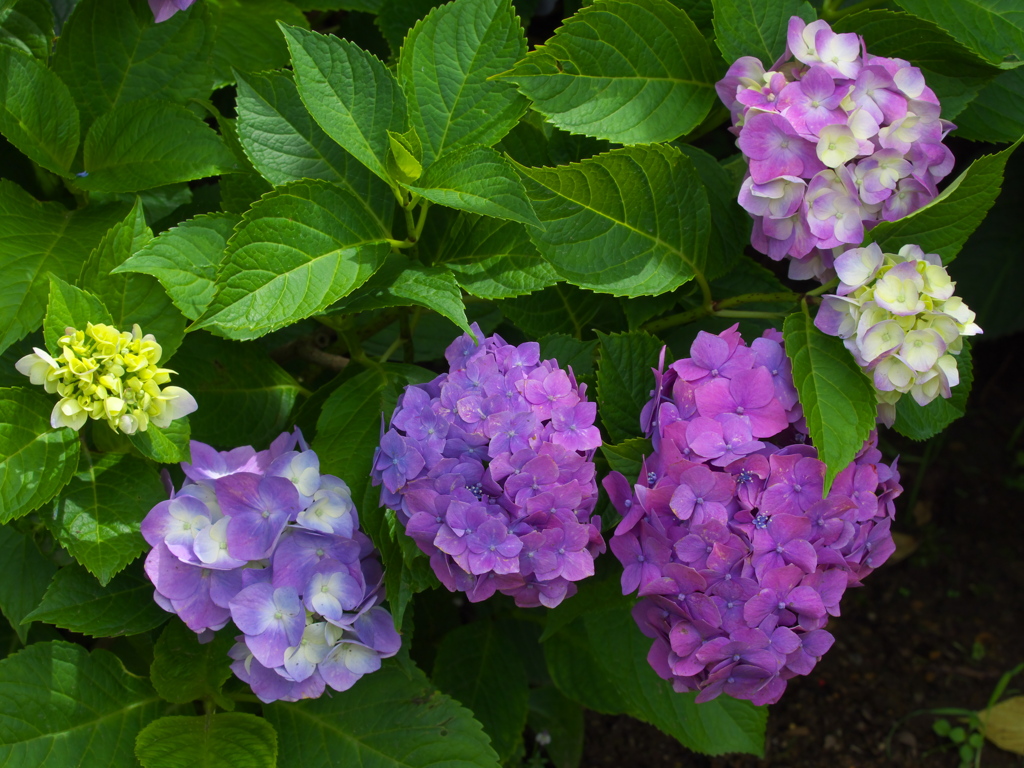 紫陽花の頃♪12
