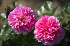 薔薇咲き始めました♪1