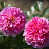 薔薇咲き始めました♪1